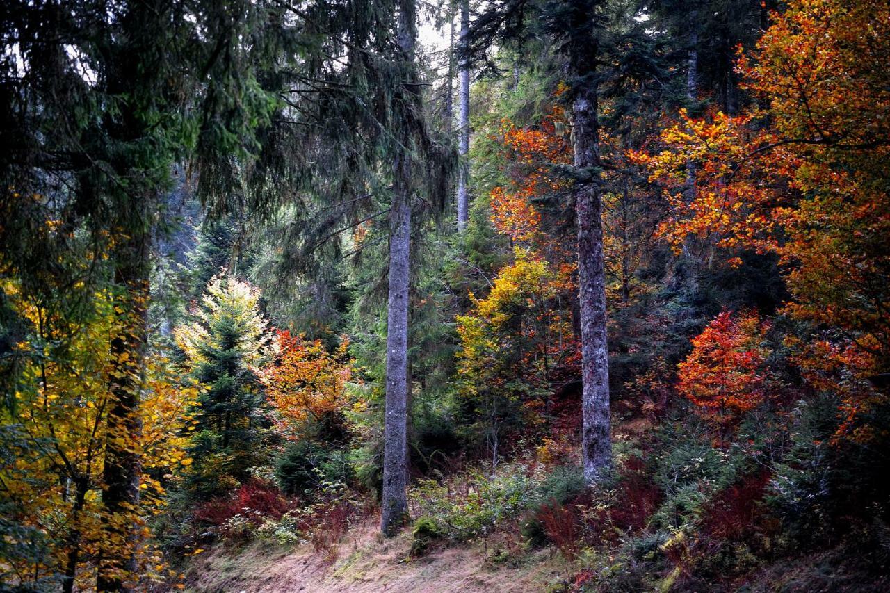 C3 Albmatte-Fewo Sauna, Hallenbad Aussenbecken Massagen Nebenan St. Blasien Εξωτερικό φωτογραφία